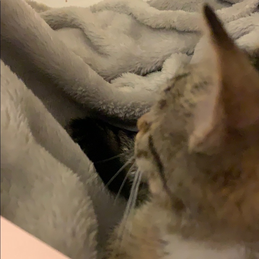 Meet your Posher, Lindsey